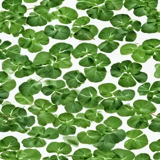 green on white background