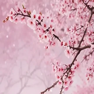 sakura background