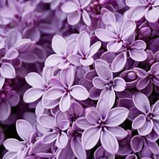 lilac wallpaper iphone