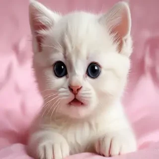 kitten wallpaper iphone