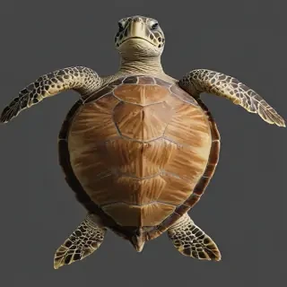sea turtle png