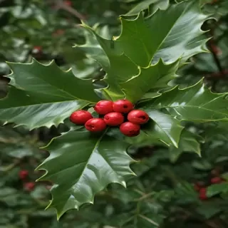 images of holly