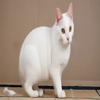 japanese bobtail cat breed
