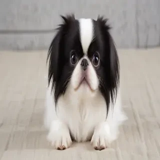 japanese chin