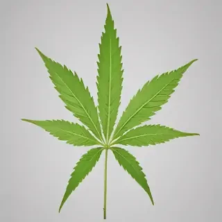 marijuana leaf transparent background