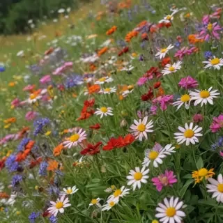 wildflower background
