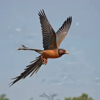 png birds flying