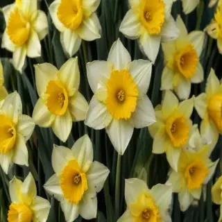 daffodil flower
