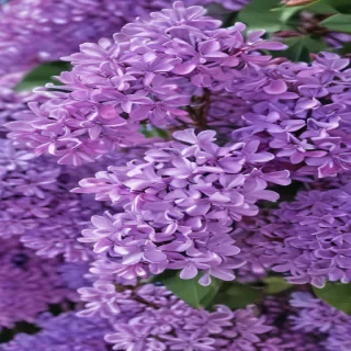 lilac background