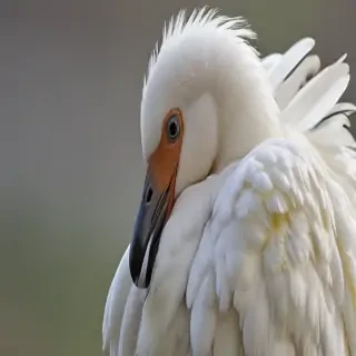 preening