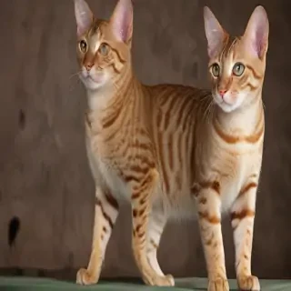 ocicat breed