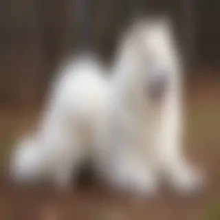 samoyed dog