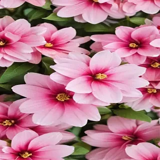 cute flower wallpaper