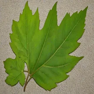 leaf png transparent