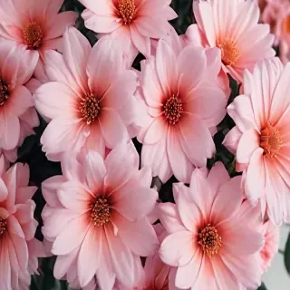 cute flower wallpaper aesthetic