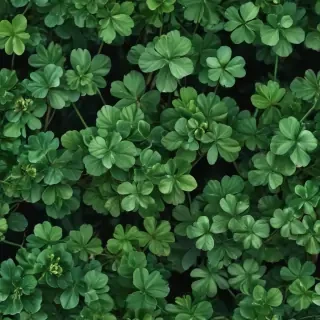 clover png