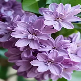 lilac iphone wallpaper