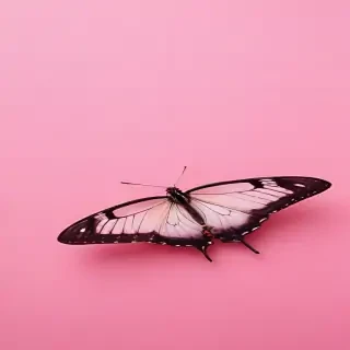 pink background butterfly