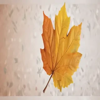 autumn leaf png