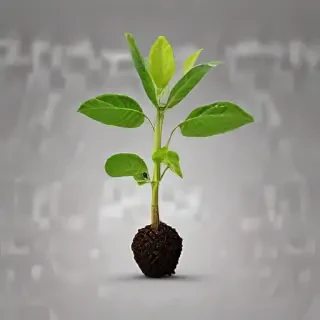 seedling png
