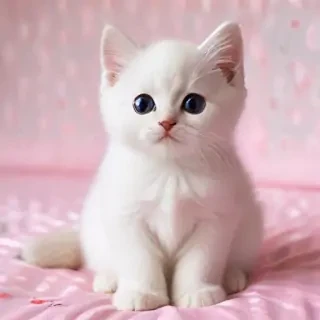 wallpaper cat cute