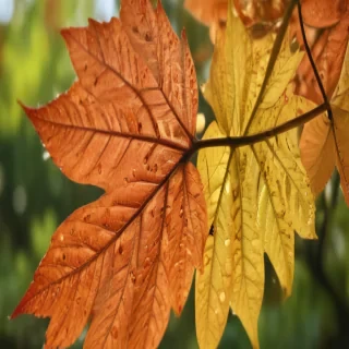 leaves transparent