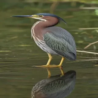 green heron