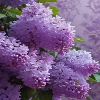 aesthetic lilac wallpaper