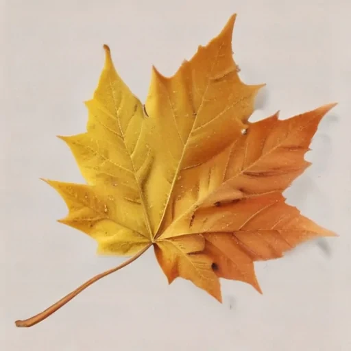 autumn leaf png