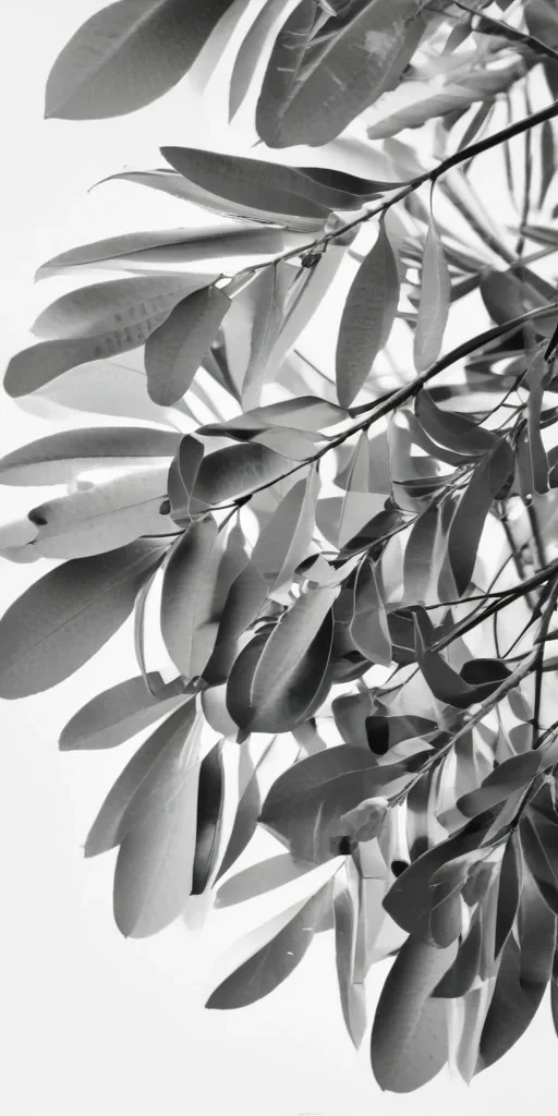 eucalyptus clipart black and white