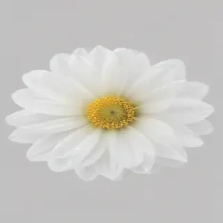 white flower transparent background