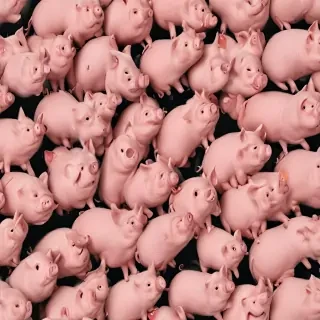 pig background