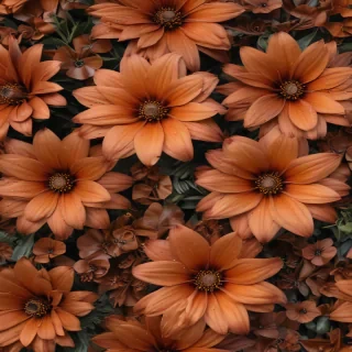 aesthetic brown flowers