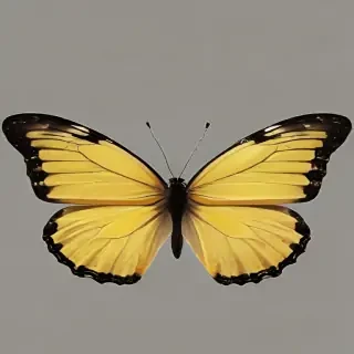 butter fly png