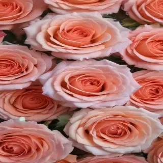 roses background aesthetic