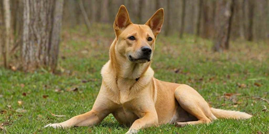 carolina dog breed