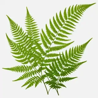 transparent fern png
