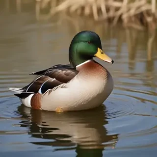 duck png