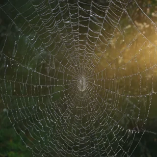 spiderweb