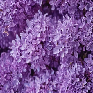 lilac background