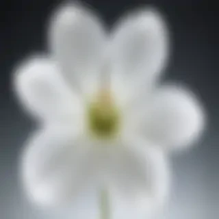transparent white flower