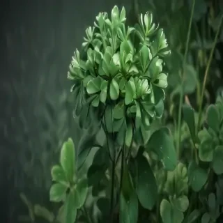 clover png