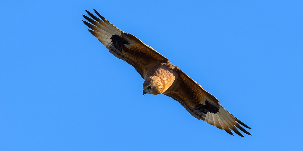 hawk soaring in a clear blue sky, shot with a DSLR camera at 400mm focal length, aperture f/8, shutter speed 1/1000s, ISO 200, high resolution, overhead view, natural lighting
