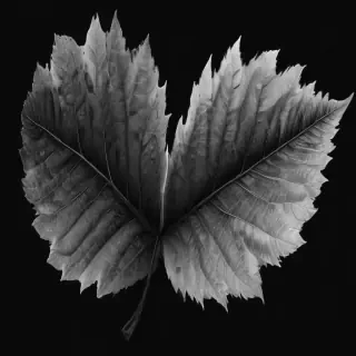 black and white clipart leaf