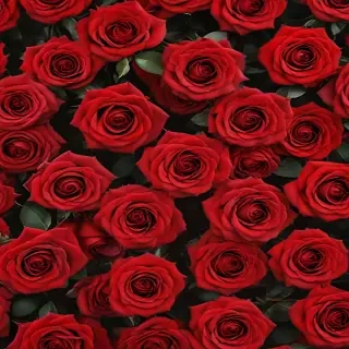 red rose background
