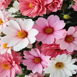 iphone flower background