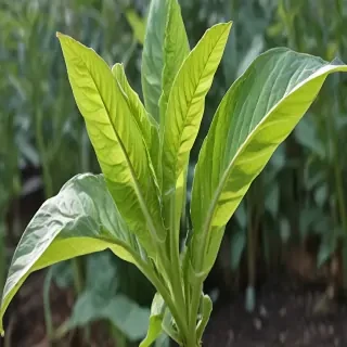 tobacco plant