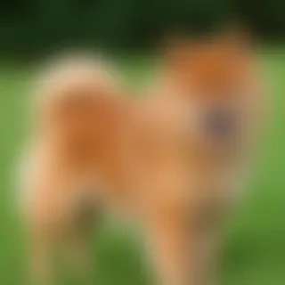 finnish spitz dog breed