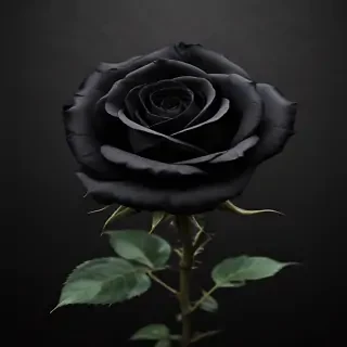 blackrose background