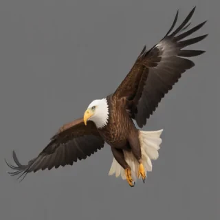 eagle fly png